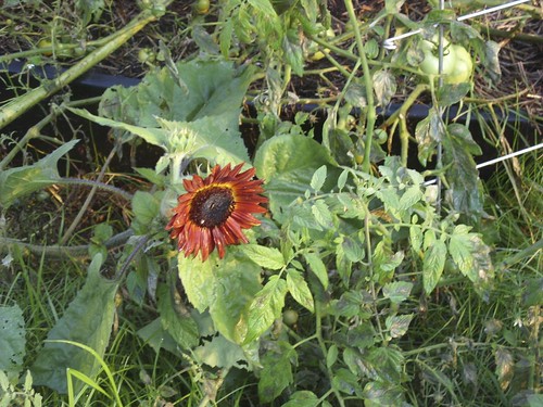 sunflower & tomatoes