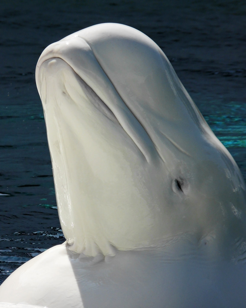 К какой группе океана относится белуха. Белый Полярный кит Белуха. Полярный Дельфин Белуха. Белуха (млекопитающее). Полярный кит Белуха.