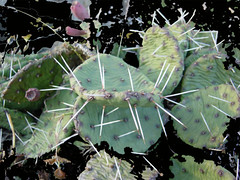 Cactus Universe
