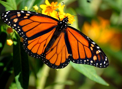 Flickriver: Photoset 'Butterflies and Moths of North Texas' by ~ Bron