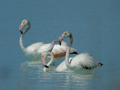 Greater Flamingos, Lake Tsimanampetsotsa, Madagascar