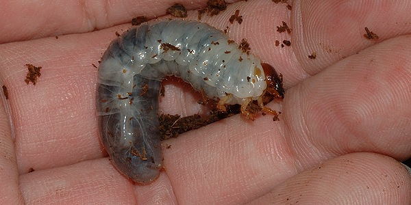 カブトムシの幼虫２齢