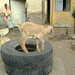 Goat on a tire, Gonder