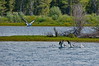 Pelicans Landing on Snake River