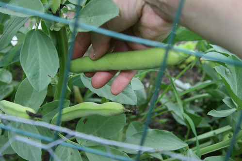 picking fava beans