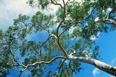 Gum tree by mathias shoots analogue, on Flickr