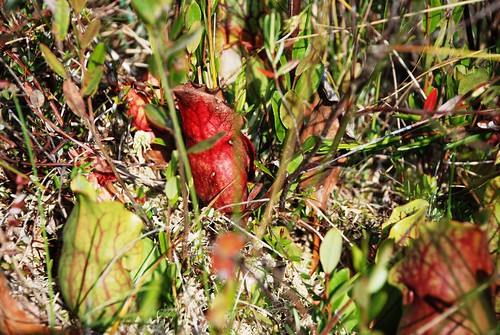 pitcher plants