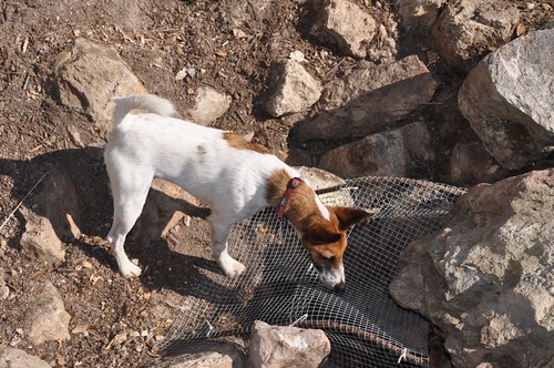 Oscar contemplates a terrier-proofed drain.