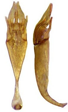 Eumetopus weigeli Skale & Jäch, 2003 genital male