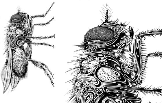 dibujos de insectos