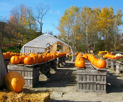 Fall Pumpkins at Drews • <a style="font-size:0.8em;" href="http://www.flickr.com/photos/34335049@N04/4067963051/" target="_blank">View on Flickr</a>