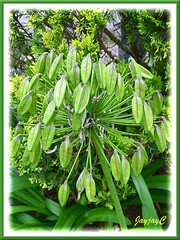 Unripened Seedpods of Agapanthus (African/Blue Lily, Lily of the Nile)