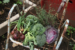 harvest