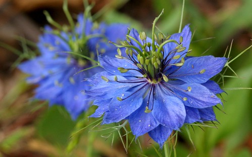 Photo: Love-in-a-mist