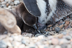 baudchon-baluchon-pinguins-6