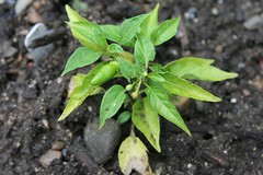 tiny thai hot pepper plant