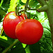 Photo: Solanum lycopersicum