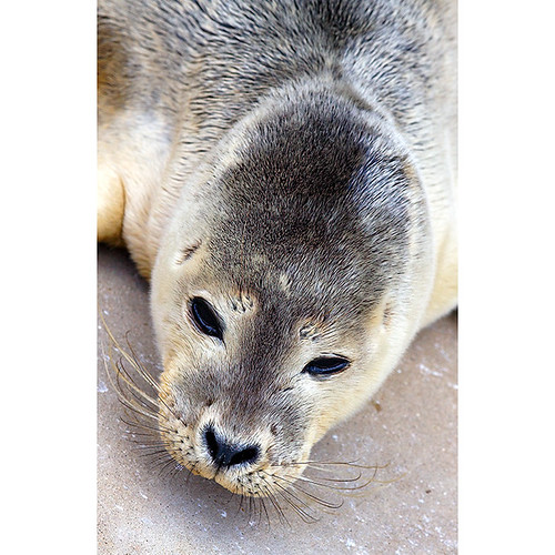 Mablethorpe seal sanctuary