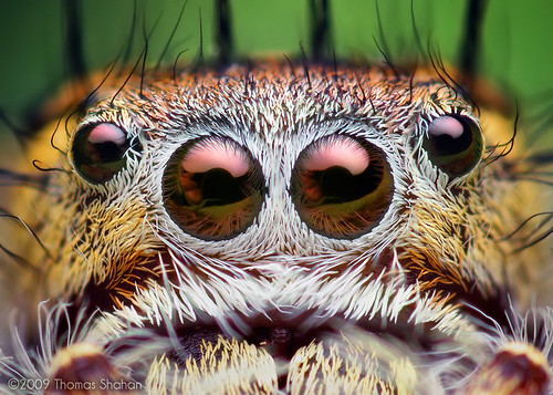 Eyes of an Adult Female Phidippus putnami Jumping Spider