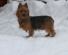 Dakota in the snow