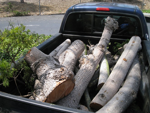 truck bed full of Jacaranda limbs