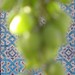 grapes in bibi khanym mosque
