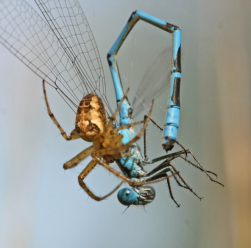 A spider makes a meal of a Common Blue damselfly