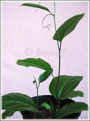 3 young purple Passiflora vine, a month-old. Shot Sept 22 2009