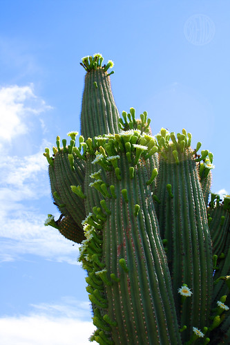 ancient saguaro