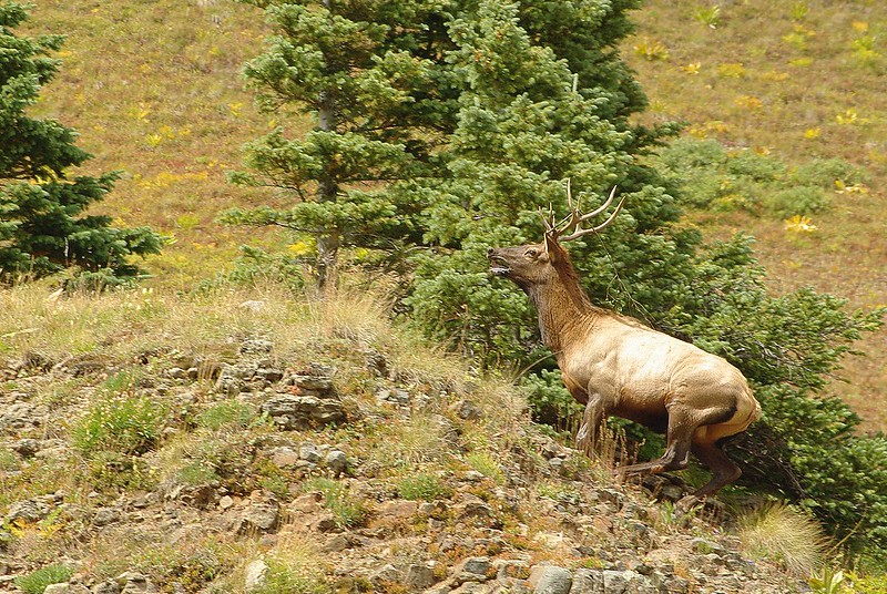 An elk ascending a steep hill