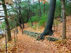 Walden Pond Trails • <a style="font-size:0.8em;" href="http://www.flickr.com/photos/34335049@N04/4158219750/" target="_blank">View on Flickr</a>