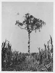 Large fig tree and native vine growing in the middle of sugar cane in the Logan district, 1870