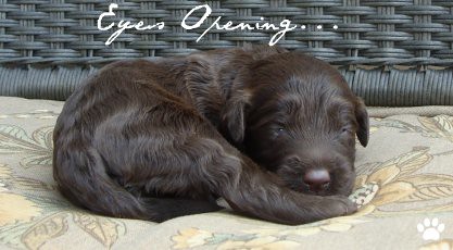 Eyes Opening - Labradoodle Puppy