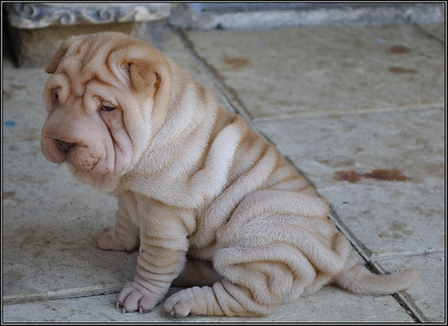 Shar Pei - JungleKey.fr Wiki