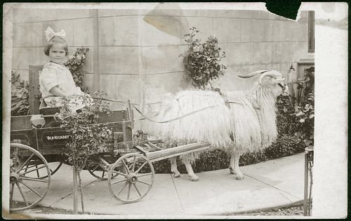 Girl in goat cart