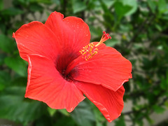 Hibiscus (Red)