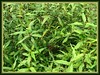 Polygonum minus (Kesum in Malay language), a medicinal herb
