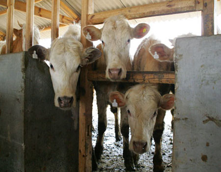 Baoshan Community Dairy Feeding Centre