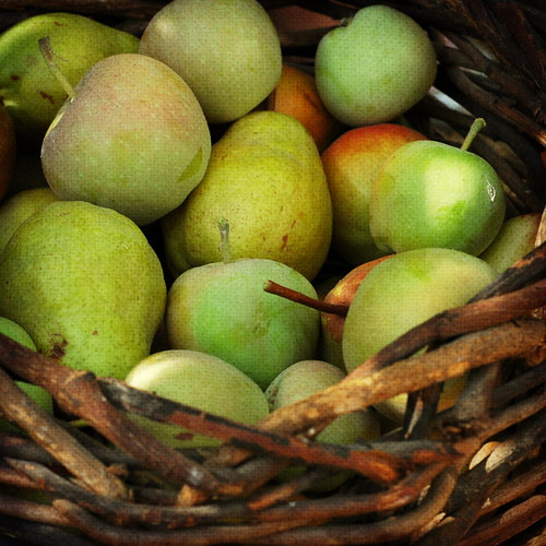 Pear Harvest