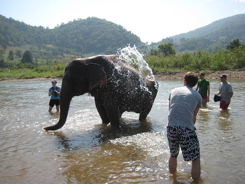 Een olifant wassen die een gebroken rug heeft