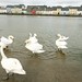 Swans and the Long Walk, Galway