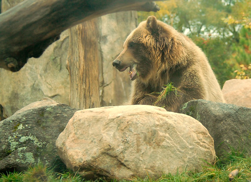 Grizzly Bear (Ursus arctos horribilis)