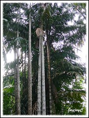 Oncosperma tigillarium (Nibung Palm, Nibong Palm, Nibung, Nibong)