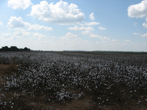Cotton Fields, U.S. 65, Tensas Parish, Louisiana (5)