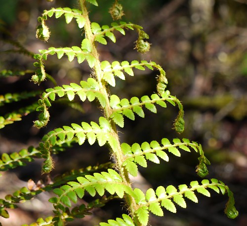 Young Fern