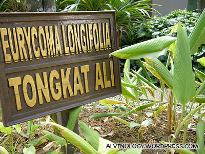 They even have Tongkat Ali - a famous local herb to treat male potency