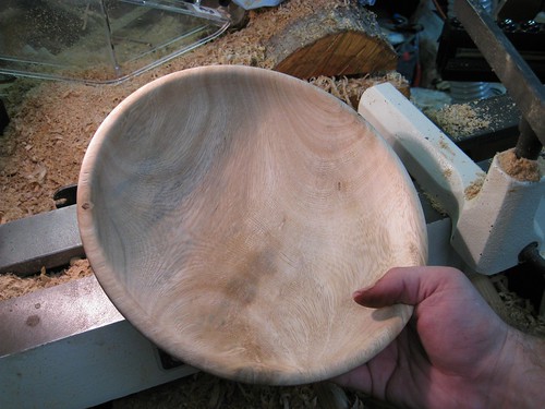 Ficus bowl
