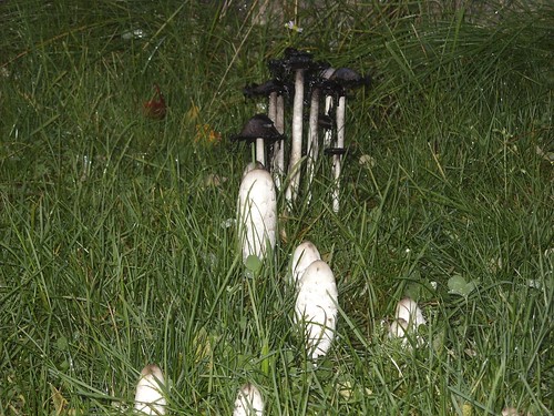Mushrooms in my yard