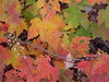 Alabama Maple Leaves