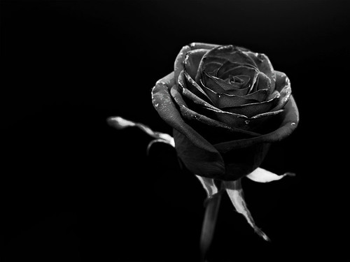 Noir rose | Costel's Blog